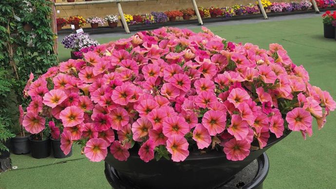 Petunia x calibrachoa BEAUTICAL® Sunray Pink (Graines Voltz).